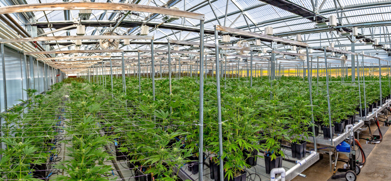 ARCO Confidential Cannabis Client - Image is for illustrative purposes only.